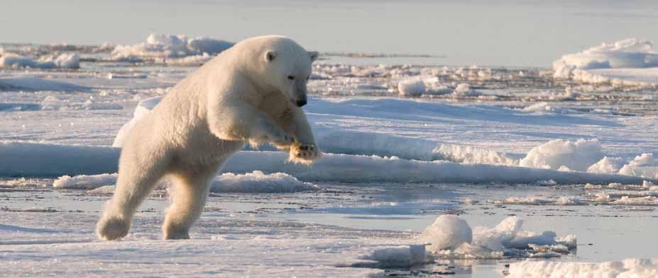 Classic Polar Bear Photo Tour An Expert Photographer Naturalist Leads This Immersive Journey into the Realm of the Polar Bear NEW TRIP!