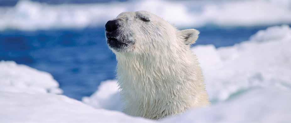 Classic Polar Bears A Classic Adventure to the Polar Bear Capital of the World Face-to-face with the King of the Arctic a thrill that lasts a lifetime.