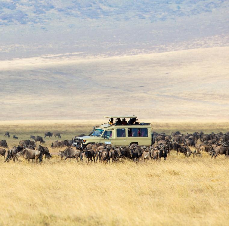 Covering over 250 sq km of land, the Ngorongoro Crater is home to the rare black rhino, lion, elephant, cheetah and great herds of buffalo, antelope and wildebeest, and is one of Africa s most