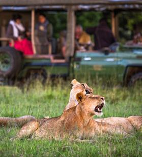 By day and night, the camp is a sanctuary for resident animals, including many of the Maasai Mara s 300 bird species.