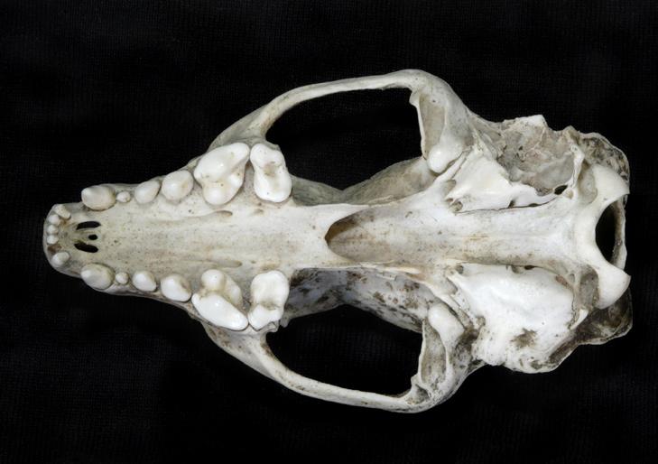 First confirmed records of Large-toothed Ferret Ba