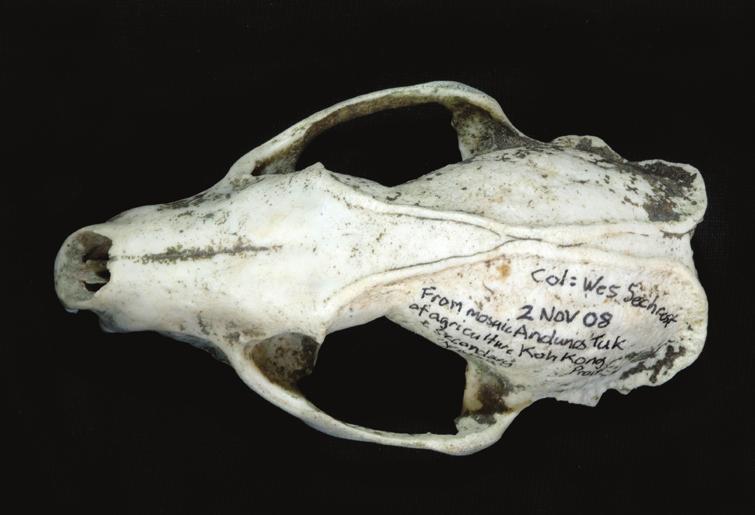 POLLARD 2, Weston SECHREST 1, Robert TIMMINS 1, Jeremy HOLDEN 1 and Joe WALSTON 3 A Large-toothed Ferret Badger Melogale personata skull was found just outside Botum Sakor National Park in Koh Kong