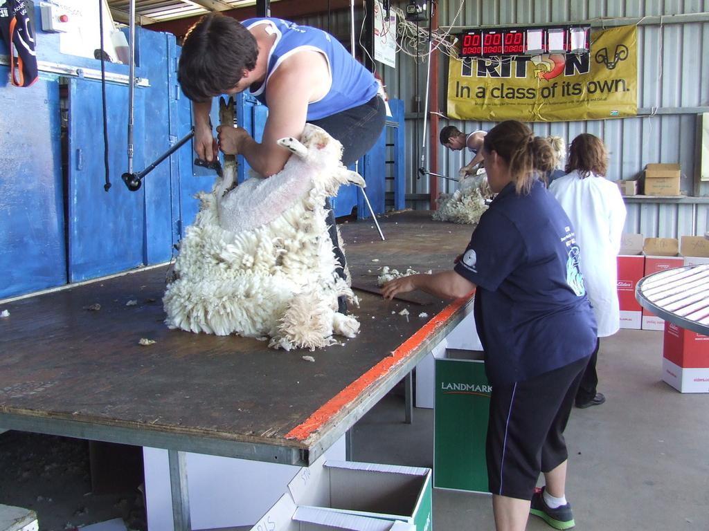 Wool Handling & Shearing Above: Fi