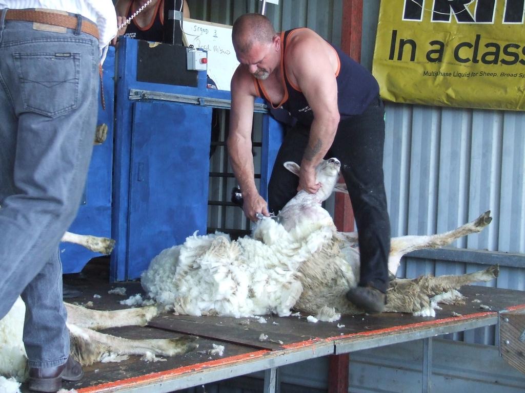 Open Shearing Above: Roger