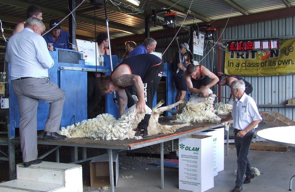 Below: Open Shearing