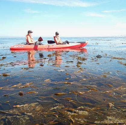 Kayaking Tours With Adventures by the Sea, kayaking tours are fun and easy. Get up close and personal with our bay and all the sea life that lives here.