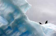 The Emperor penguin lives in Antarctica,