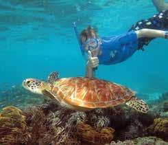 Snorkel from the cay s shallow waters, cruise in the semi-sub for a diver s view of the reef and observe the island birdlife. Your day can be as active or as leisurely as you choose.
