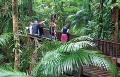 Josephine Falls, Mamu Tropical Skywalk and Paronella Park. Take an informative rainforest walk and even cool off briefly in the cool jungle stream.