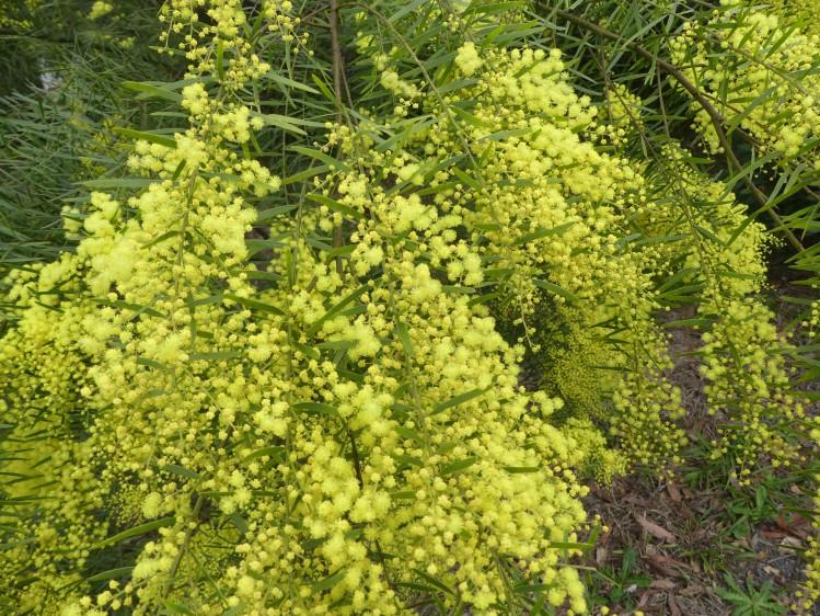 Local fauna and flora Acacia fimbriata Mapleton garden flowering across the region Photographer: nita Green Figbird, Post Office Road Thank you Andrew Melville Mapleton Bowls