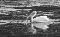 American White Pelican pink sand-verbena Enos Lake Benthic Stickleback Progress to Date