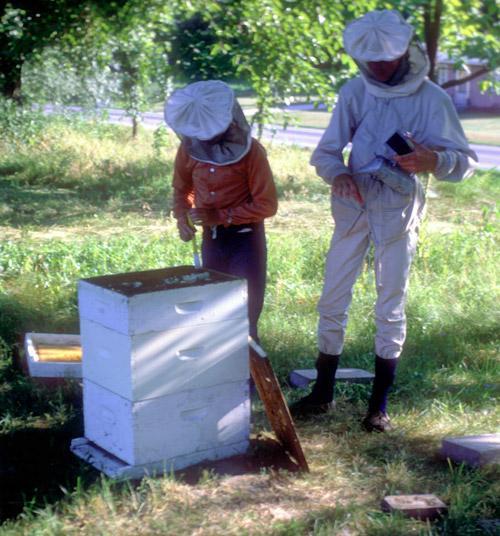 Kurt Merrill photo Caring for bees is an enjoyable hobby for many Scouts across the country.