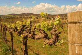 In the afternoon, have a wine tour in Mudgee, a region famous for its wines and has over 40 wineries. You will visit 3-4 wineries, explore the secret of Mudgee wines and indulge in the beautiful view.