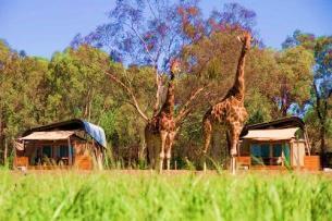 1-night accommodation in a 4-star hotel at Mudgee with breakfast - 1- night accommodation in Zoofari Lodge (Animal View Lodge) at Dubbo with dinner and breakfast - 2-day Admission to Taronga Western
