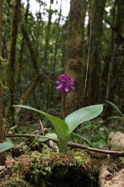 Flowering times depend on several factors but we have seen orchids in flower at this time of year from the following genera: Aerangis, Aeranthes, Angraecum,, Benthamia, Bulbophyllum, Cheirostylis,
