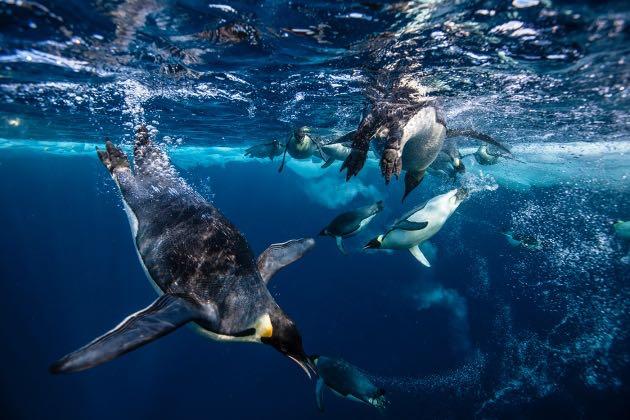World s largest marine reserve hailed as diplomatic breakthrough Antarctic agreement follows years of failed discussions and represents the first major conservation effort in the high seas.
