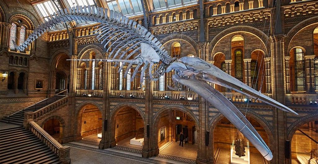 Natural History Museum The Natural History Museum in London is home to life and earth science specimens comprising some 80 million items within five main collections: botany,