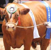 Designated area for Livestock farmers to exhibit your local and international breeds, feeding grounds and even get information on other related opportunities