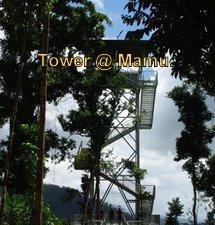This area was damaged quite badly during Cyclone Larry, so the boardwalks, treetop walks and tower have been built around the damaged area.