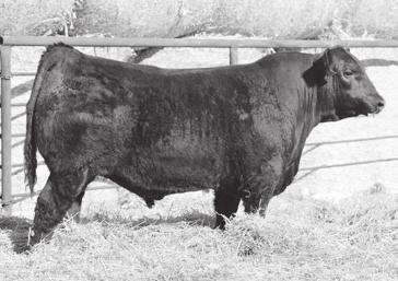 S A V RENOWN 3439 Reference Sire to Lots 28-31 Reg.
