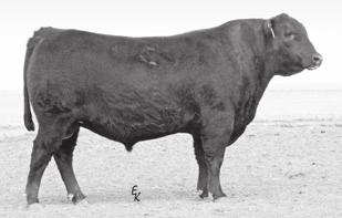 MILLERS CONSENSUS I205 Reference Sire to Lots 48-57 Reg.