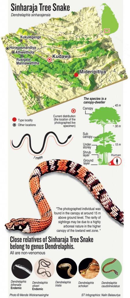 Sinharaja s slithering new beauty 2016 Hidden from sight high in the tree canopy is a new and vividly-coloured snake revealed by veteran herpetologist