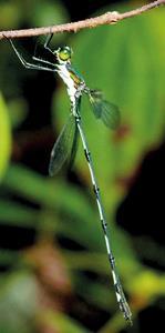The return of the Damselfly after 154 years An animal or plant is considered extinct, if it has not been recorded for more than a century.