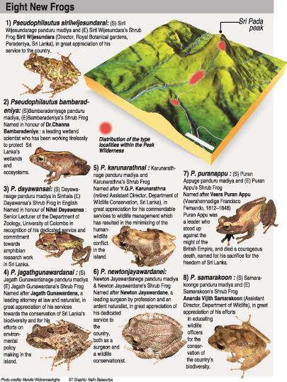 Eight new shrub frogs discovered from the Peak Wilderness Sri Lanka s fame as a global amphibian hotspot got a further boost with the discovery of eight new amphibian species.
