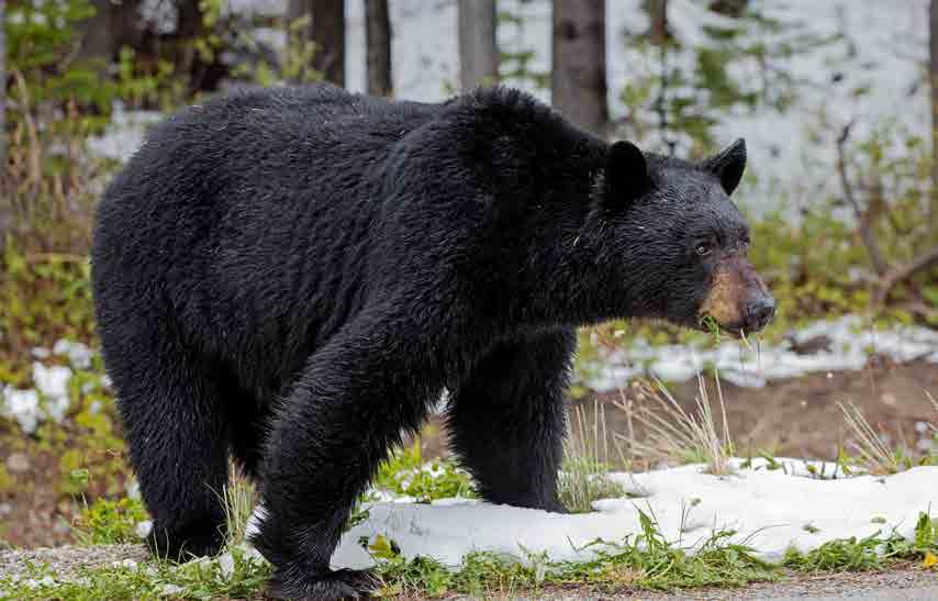 B eat buds, berries and honey. C don t eat fish. 1 Grizzly bears A stay in high areas in the winter. B are plant-eaters. C feed on salmon, deer, moose and goats. 2 Polar bears A are 3 metres tall.