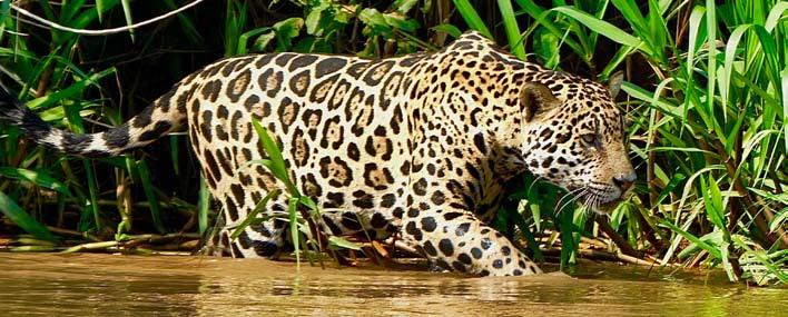 Detailed Itinerary Wild Brazil Rivers, Rainforests and Wildlife Nov 12/18 Hear the thunder of Iguazu Falls and enjoy a NEW unique opportunity to see the elusive jaguar in the wild; travel to the