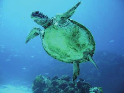 We can enjoy the turtle spotting of the Green and Hawks Bill turtles through the glass bottom boat.