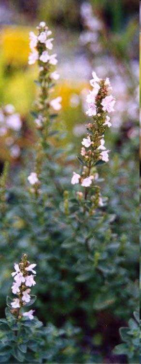 Endemic flowering rocky plant Mountain Mint Territory: Herzegovina mountains Description: leaves ovate, green, denticulate, corolla erect, openly campanulate, 15-20mm long Size: