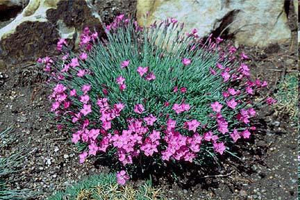 Endemic flowering rocky plant Dianthus, pinks Territory: Herzegovina, mainly Prenj mountain Description: grasslike, gray-green leaves, finally toothed, flower