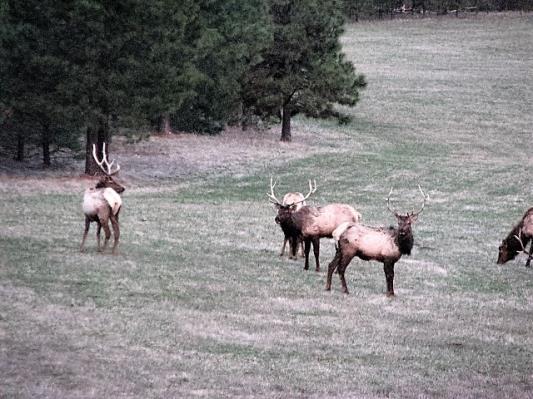 Recreation Hunting & Wildlife The ranch attracts a wide variety of wildlife with thousands of acres of national forest at is boundaries.
