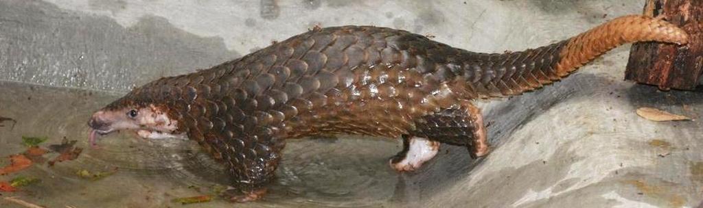 Those pangolins were confiscated from illegal wildlife trade.