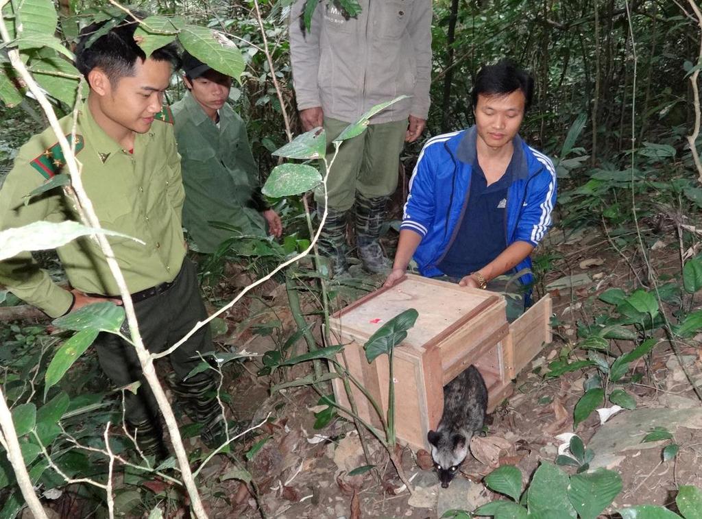 Ongoing release of common palm civets to the wild Field Work This Common palm civet is enjoying freedom in Cuc Phuong National Park.