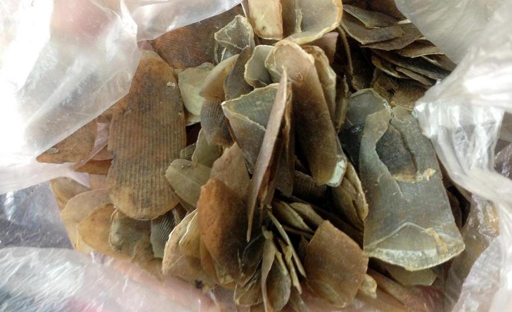 Presenting at the Captive wild animal welfare and conservation in Vietnam Forum Wildlife Education and Wildlife Welfare Pangolins scales will be moved out of the list of ingredients, which are