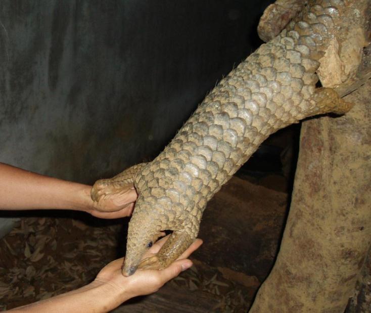 Save Vietnam s Wildlife urgently need your support for activities in next quarters to: Rescue and rehabilitate carnivores and pangolins from illegal trade Equip the education materials for the