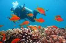 Diving at Macleod Island (GDMGZ02NM) SGD 190/ adult - 3 hours Min.