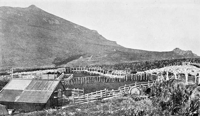 Figure 50: Campbell Island sheep yards (AWNS-19070411-10-1; Jock Phillips.