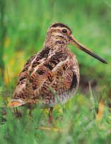 The area is home to more than 22,000 pairs of breeding waders, making this the most important upland area in England for birds such as redshank, curlew, lapwing and snipe, he added.