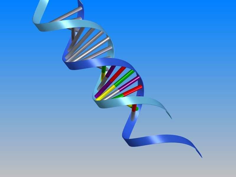 Slika 5: DNK Vir: www.biocentar.net/show.jsp?page=453930 (7. 6. 2011) Naše povpraševanje po izdelkih in storitvah wellnessa spodbuja ena funkcija genetske kode, to je tista, ki povzroča staranje.