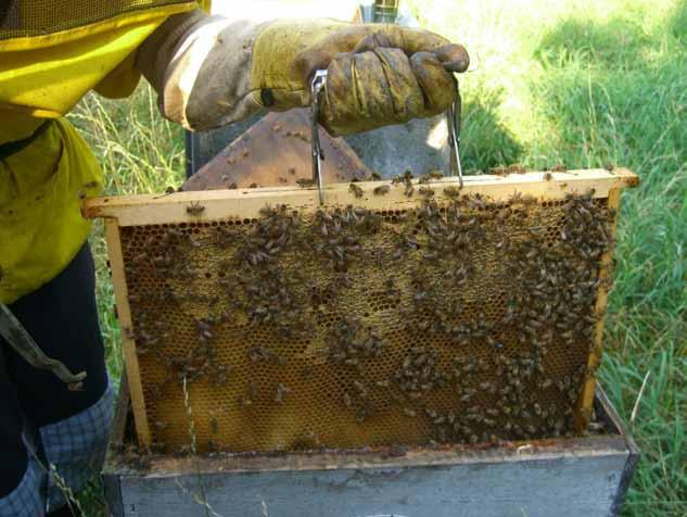 voljuje, ločim močnejše družine in ustvarim novo jedro kolonije, da razširim čebelnjak. Medtem obiščem čebelnjake, kjer vzrejam matice in uvedem nov matičnjak za vzgojo novih matic.