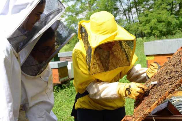 Kadar me kdo vpraša kakšno čebelarstvo želim vzpostaviti v pristavi Mulini Asciutti brez odlašanja odgovorim, da udejanjam izvedljivo čebelarstvo.
