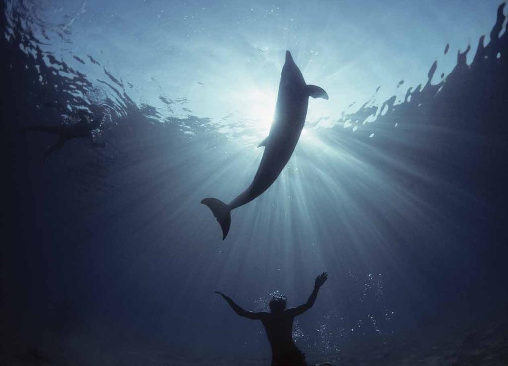 Nature s wonders become your friend Swim in the waters where dolphins dwell, and trade secrets with these hallowed creatures.