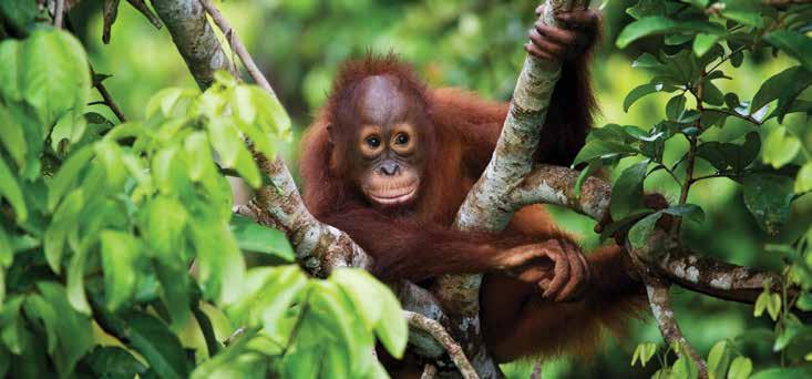 Borneo BORNEO Orangutan, Borneo Sabah As the most northern of Borneo s two provinces, Sabah is a land filled with nature s most bountiful treasures.