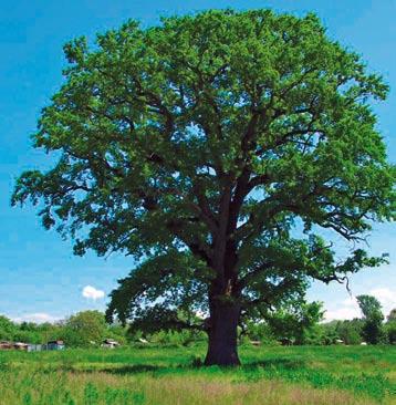Dendrologic Parks with Exotic Trees Michalovce is home to a natural attraction that is a rare 370-year old pedunculate oak. The tree is 25 m high and diameter at breast height reaches 642 cm.