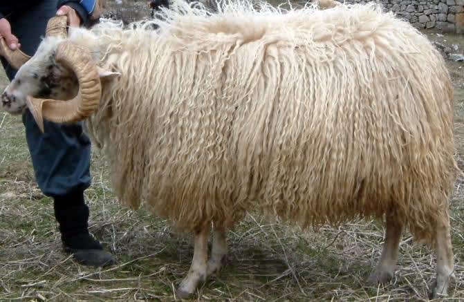 dubrovačke rude krčke ovce, paške ovce, creske ovce, rapske ovce i ličke pramenke, ali je znatno manjeg tjelesnog okvira od istarske ovce i cigaje (Ivanković i sur. 2009.). Slika 1.