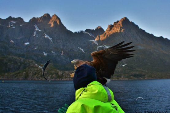 Lofoten has an exciting bird life, and the region is visited by several hundred bird species during the year.