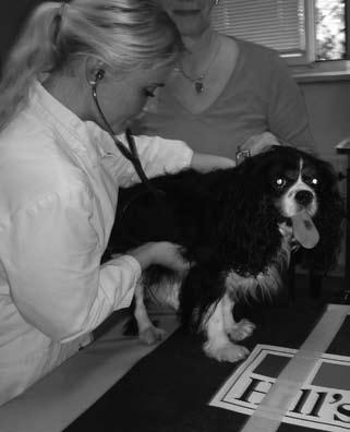 Pri zdravljenih pa smo ugotovili značilno povečane vrednosti CoQ 10 in lipidno standardiziranega CoQ 10 v primerjavi z nezdravljenimi in zdravimi psi.